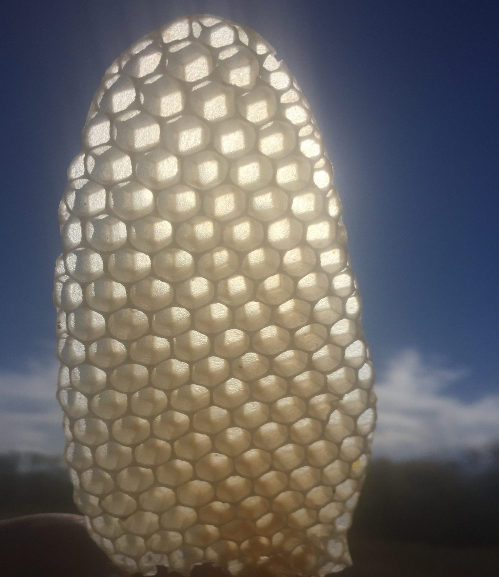 A piece of fresh white beeswax comb held up to the sun.